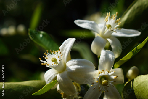 Fruit Flowers Of The Palmer Navel Orange (citrus sinensis)