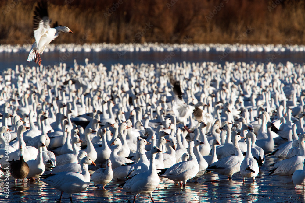Naklejka premium Snow Geese at Bosque Del Apache National Wildlife Refuge