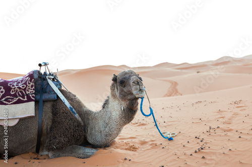 camel tour in the sahara desert