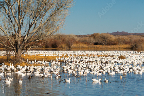 Wallpaper Mural Snow Geese at Bosque Del Apache National Wildlife Refuge Torontodigital.ca