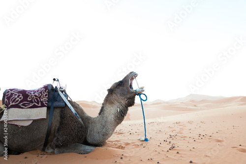 camel tour in the sahara desert