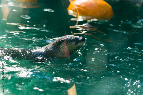 North American River Otter - swimming, eating , Animal, Living Organism ,Mammals