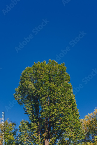 View of canopy of trees with green and yellow autumn leaves on branches against clear blue sky