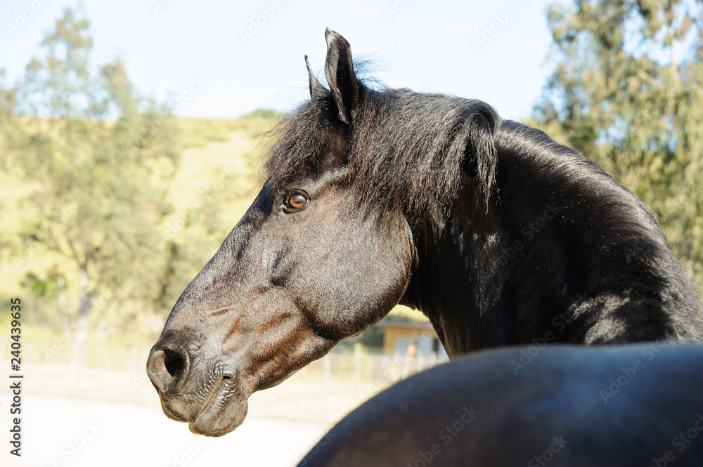 Black Friesian horse portrait looking back Black Friesian horse portrait looking back