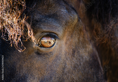 Close up of horse's face and eye photo