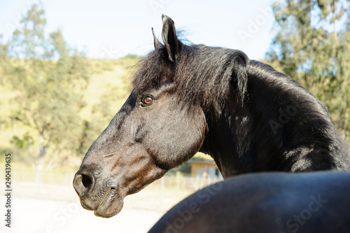 Black Friesian horse portrait looking back