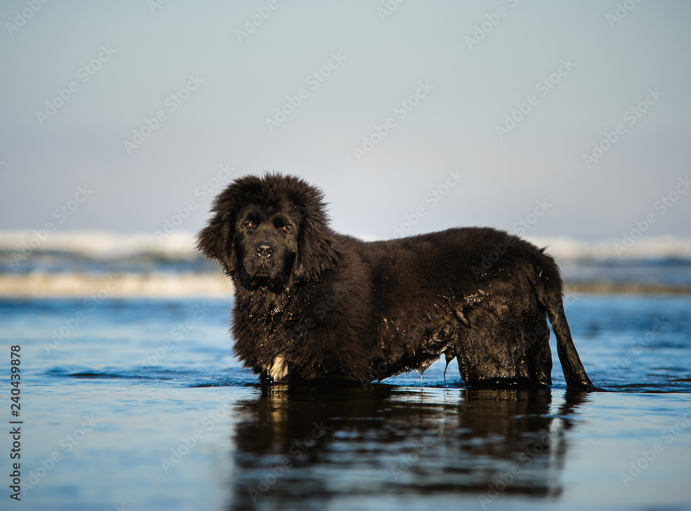 Black Newfoundland puppy dog standing in blue water