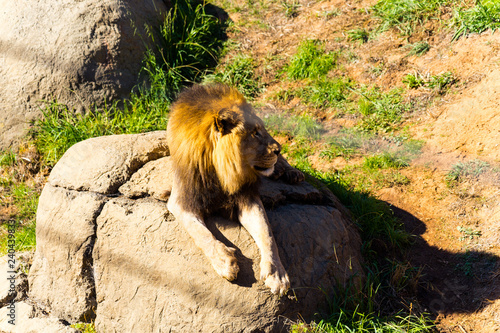 African Lion - Animal, Living Organism ,Mammals
