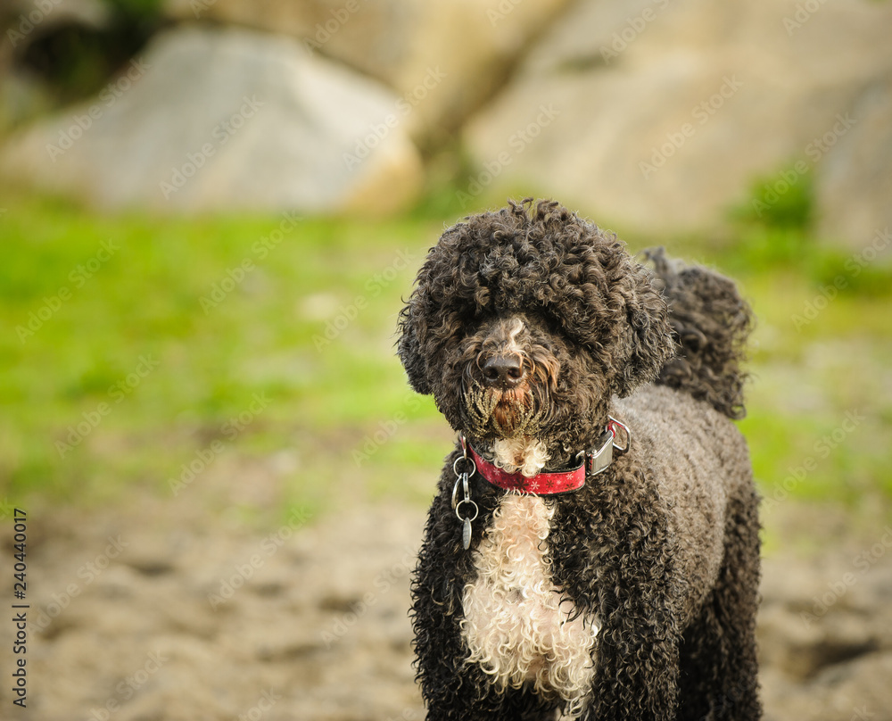 Portuguese Water Dog outdoor portrait