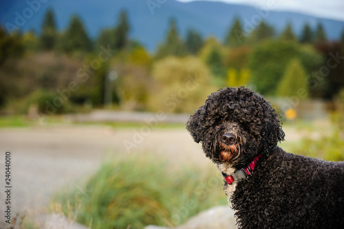 Portuguese Water Dog outdoor portrait photo