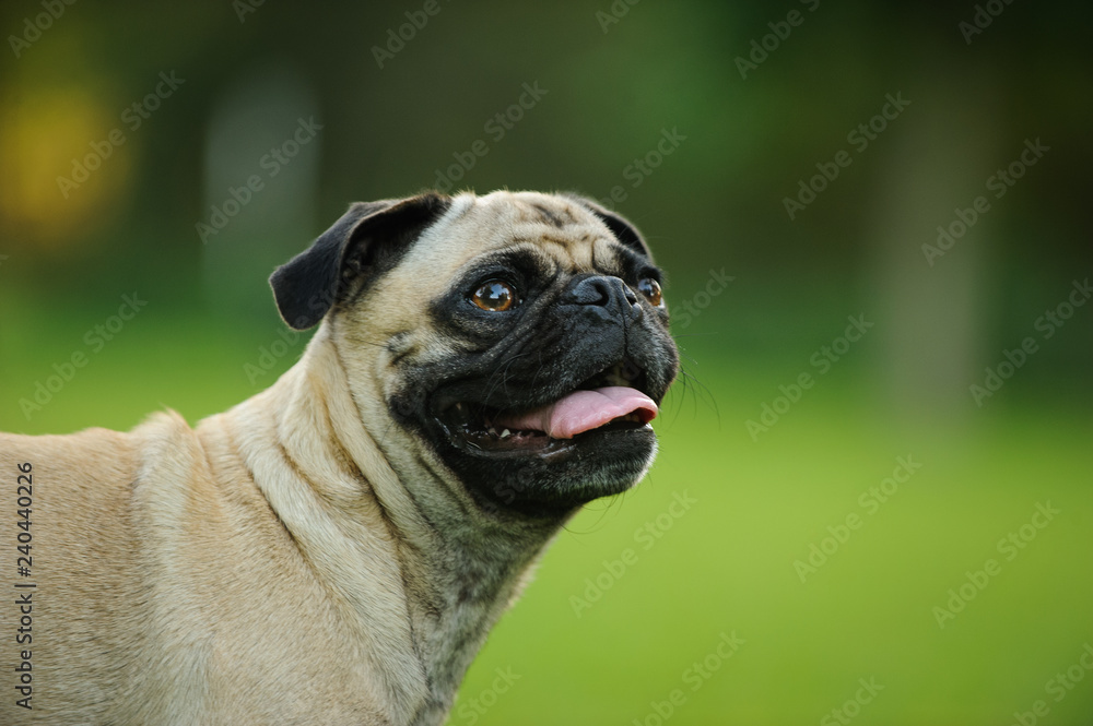 Obraz premium Pug dog outdoor portrait