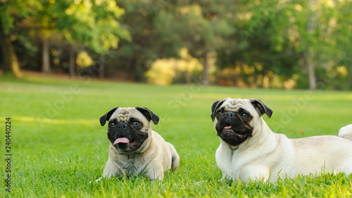 Two Pug dogs lying down in green grass