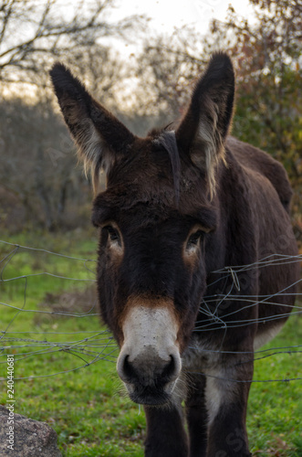 portrait of donkey in field