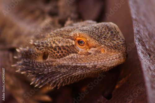 Close-up of the head of a central bearded dragon