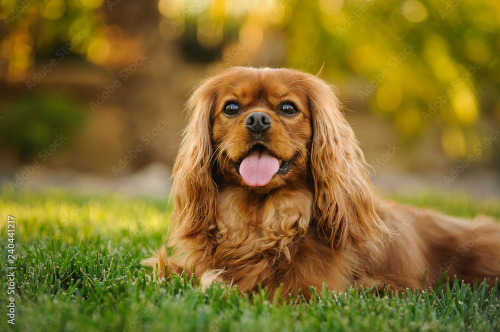 Cavalier King Charles Spaniel dog outdoor portrait lying in green grass Cavalier King Charles Spaniel dog outdoor portrait lying in green grass