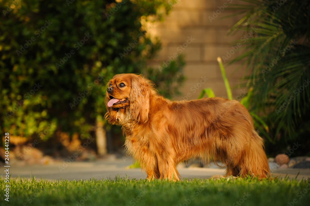 Cavalier King Charles Spaniel dog outdoor portrait standing in grass