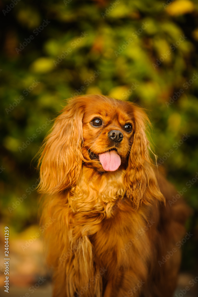 Cavalier King Charles Spaniel dog outdoor portrait with green background