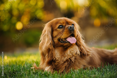 Fototapeta Cavalier King Charles Spaniel dog lying down in grass