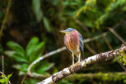 Beautiful least bittern bird close up hunting