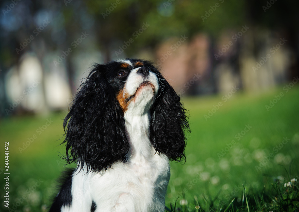 Cavalier King Charles sitting in green grass