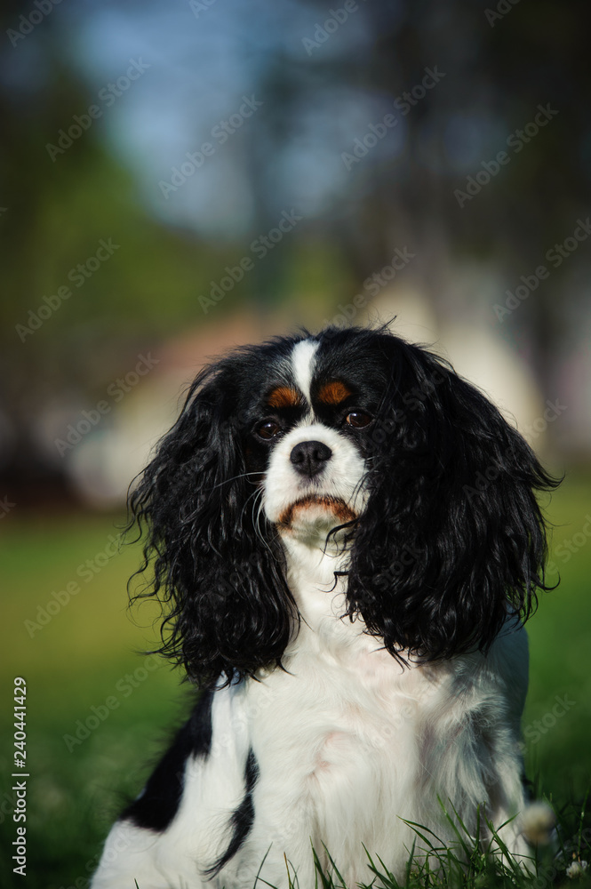 Cavalier King  Charles Spaniel dog outdoor portrait