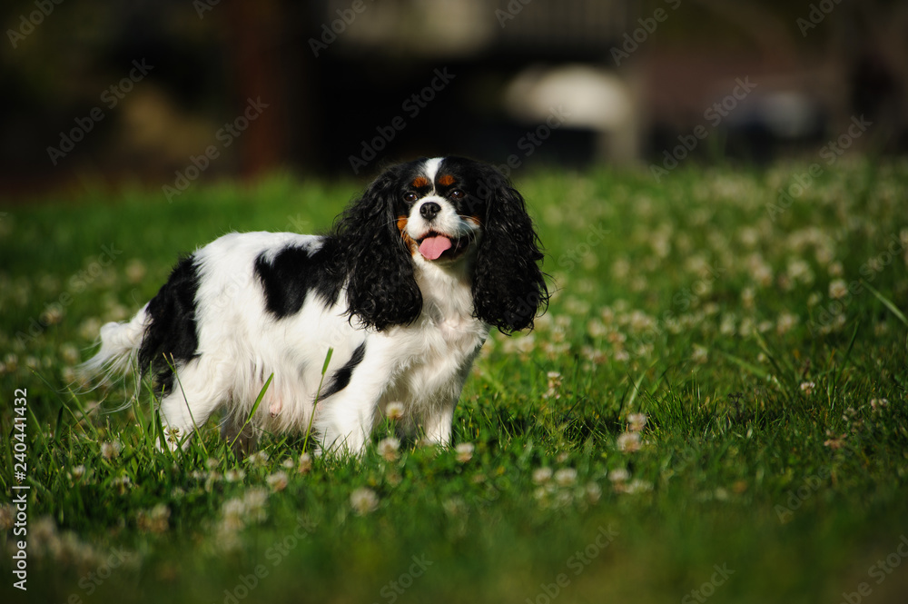 Cavalier King Charles Spaniel standing in green grass and clover
