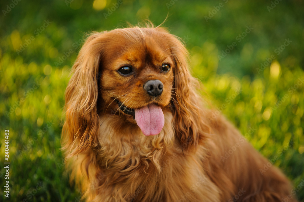 Cavalier King Charles Spaniel dog outdoor portrait Cavalier King Charles Spaniel dog outdoor portrait