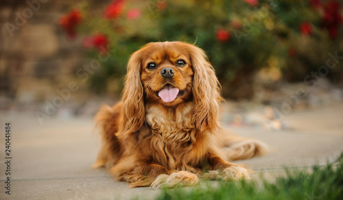 Fotografia Cavalier King Charles Spaniel dog outdoor portrait