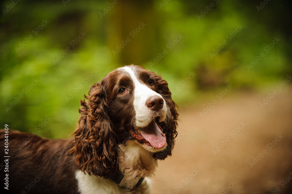 English Springer Spaniel dog portrait in forest