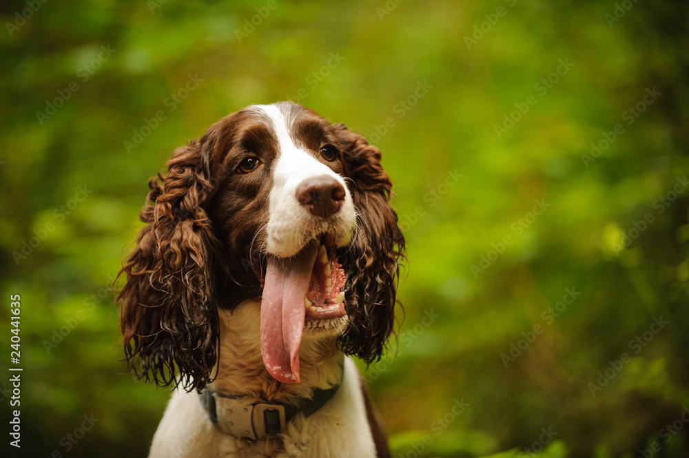 English Springer Spaniel dog portrait in nature with mouth open panting English Springer Spaniel dog portrait in nature with mouth open panting