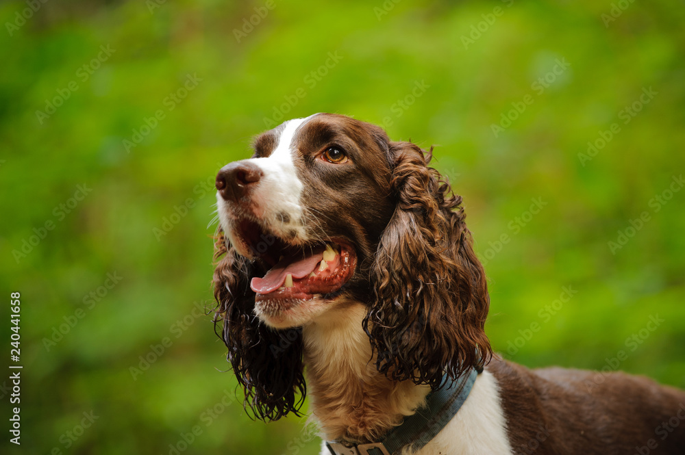 English Springer Spaniel dog portrait against green background