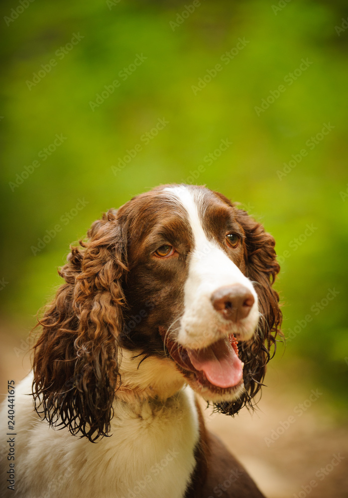 English Springer Spaniel dog portrait against natural green background