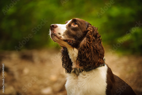 Konstfotografi English Springer Spaniel dog portrait in forest