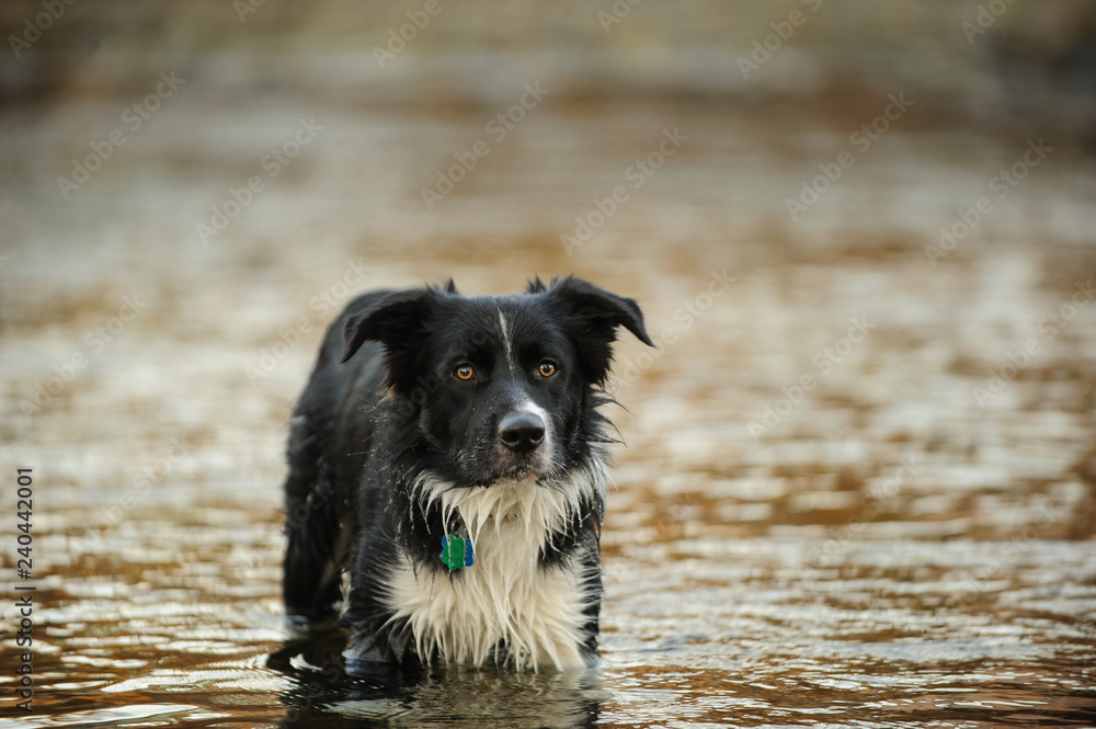 Border Collie dog outdoor portrait lying down in river water