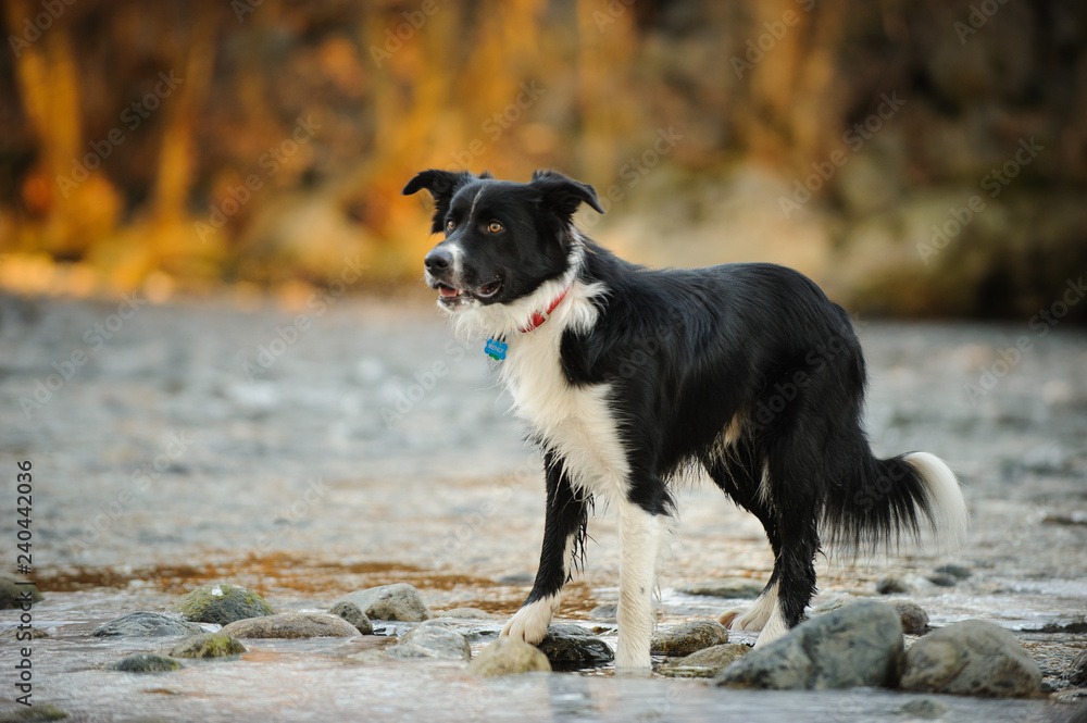 Border Collie dog outdoor portrait standing in river