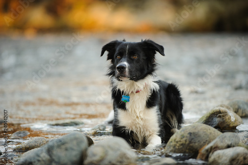 Border Collie dog outdoor portrait lying down by river water