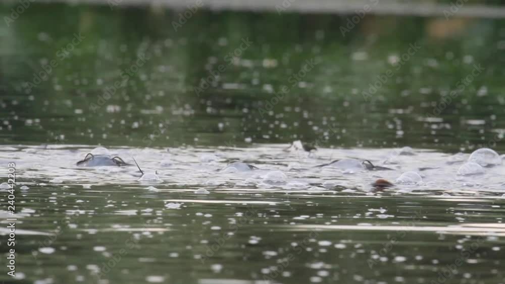 Catfish swim in the water Catfish swim in the water