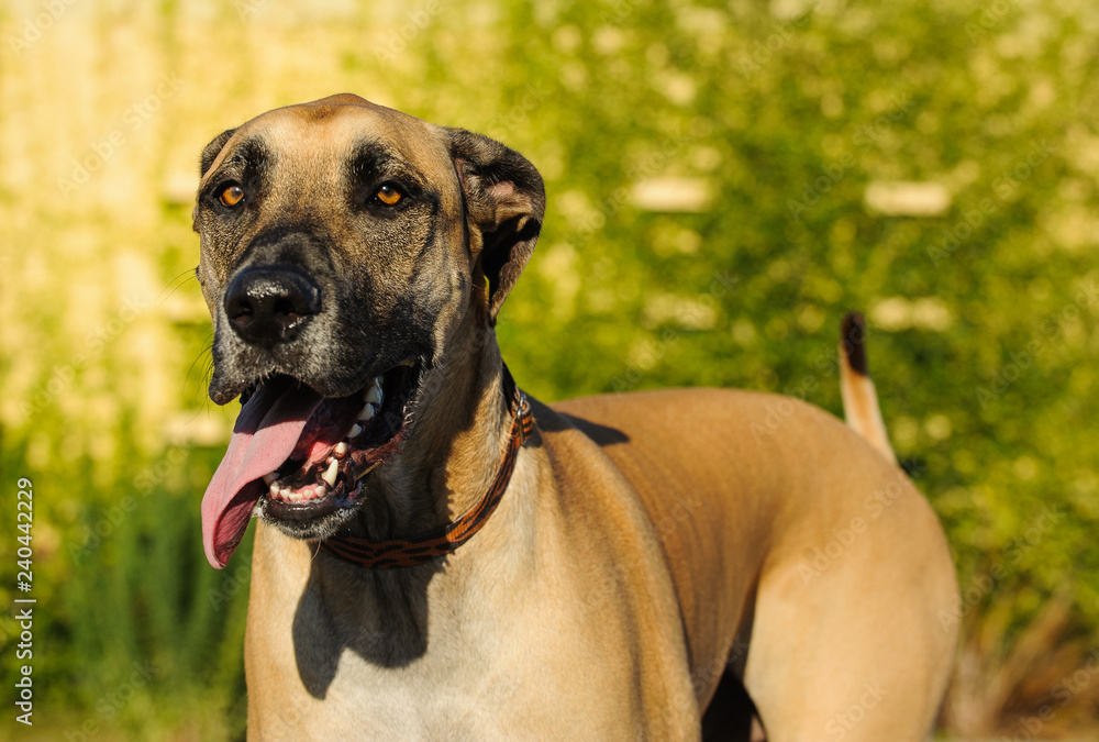 Fawn Great Dane dog portrait outdoors Fawn Great Dane dog portrait outdoors