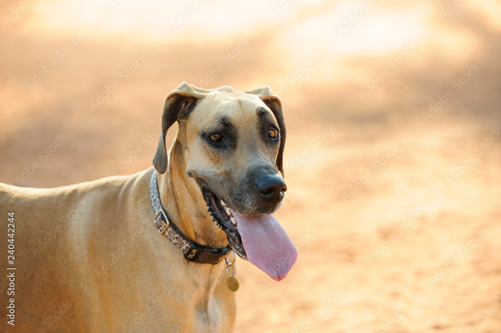 Fawn Great Dane dog portrait