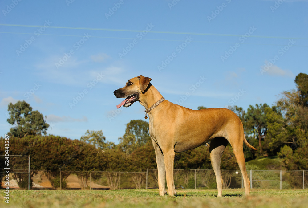 Great Dane dog standing outdoors