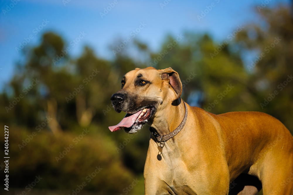 Fawn Great Dane dog outdoor portriat