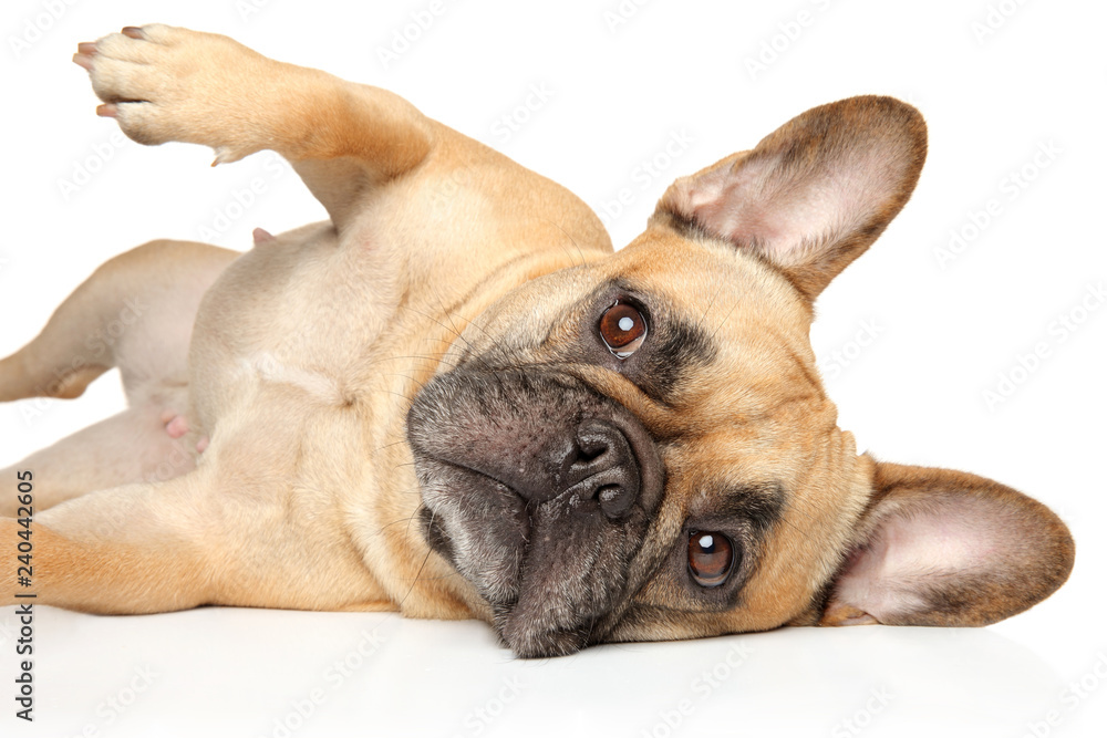 French Bulldog lying on white background