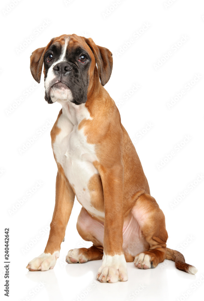Sad young German Boxer puppy
