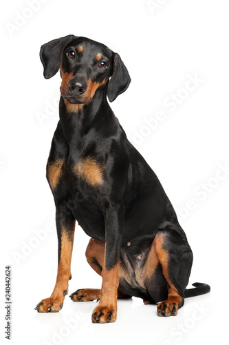 German Pinscher sitting on white background