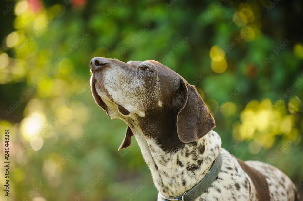 German Shorthair Pointer dog outdoor portrait sniffing up in air