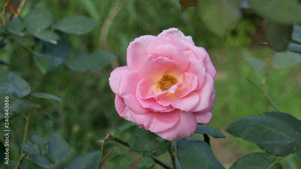 Rosa