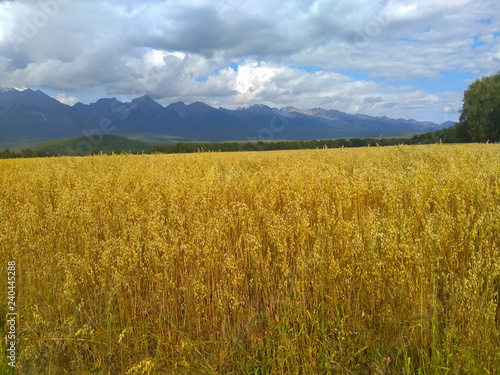 Field at the foot of mountains
