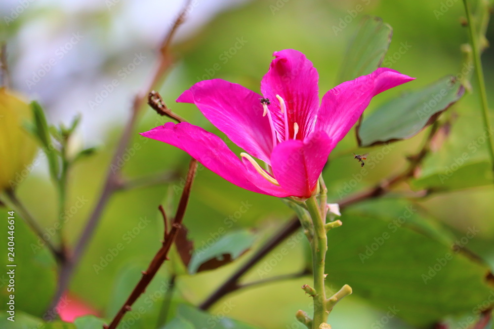 Obraz premium pink flower