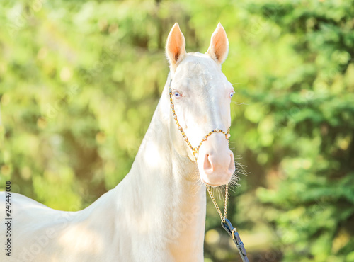 Fotografie Akhal-Teke horse portrait
