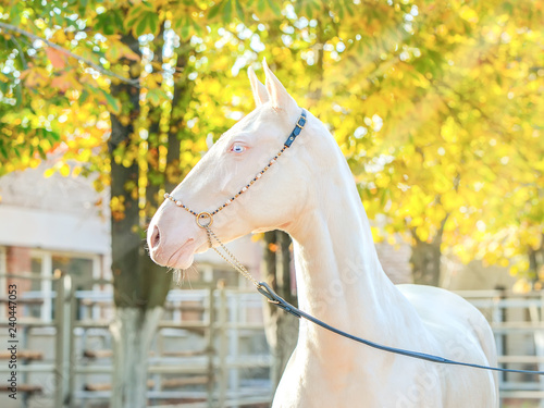 Fotografie Akhal-Teke horse portrait